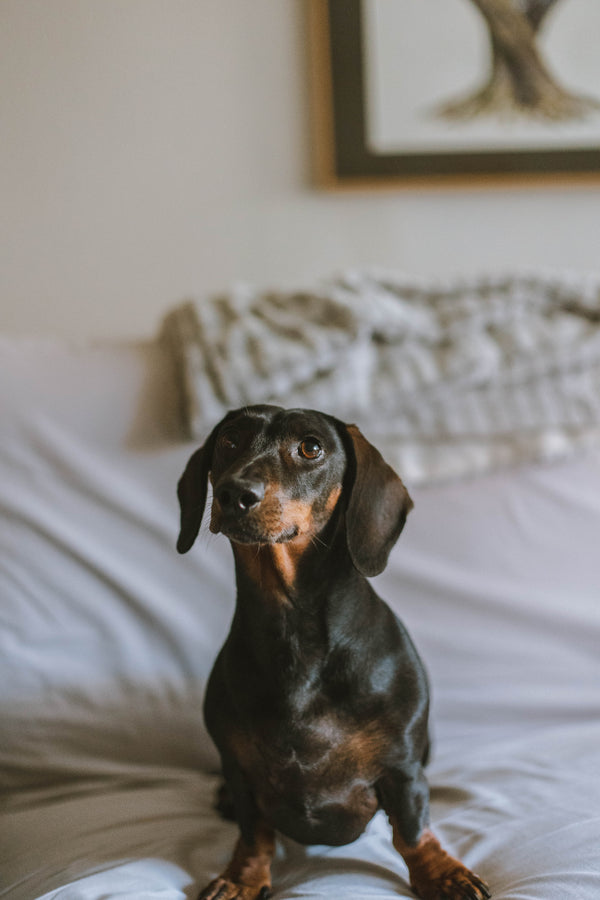 Uso del CBD para Mascotas: ¿Qué Dice la Ciencia?