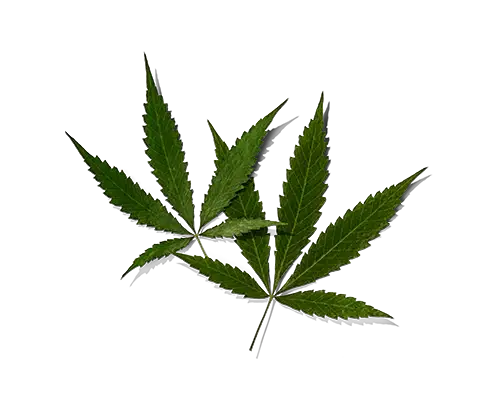 Cannabidiol