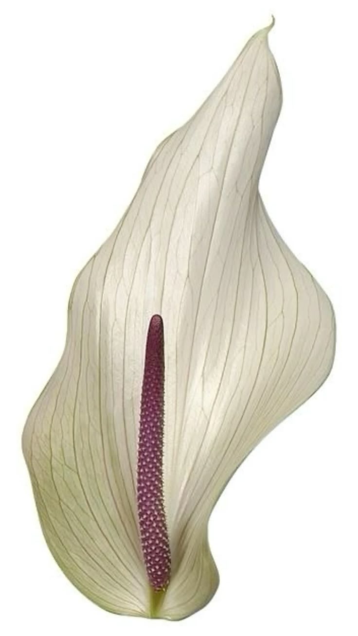 +95% de ingredientes de origén natural, altamente biodisponibles.