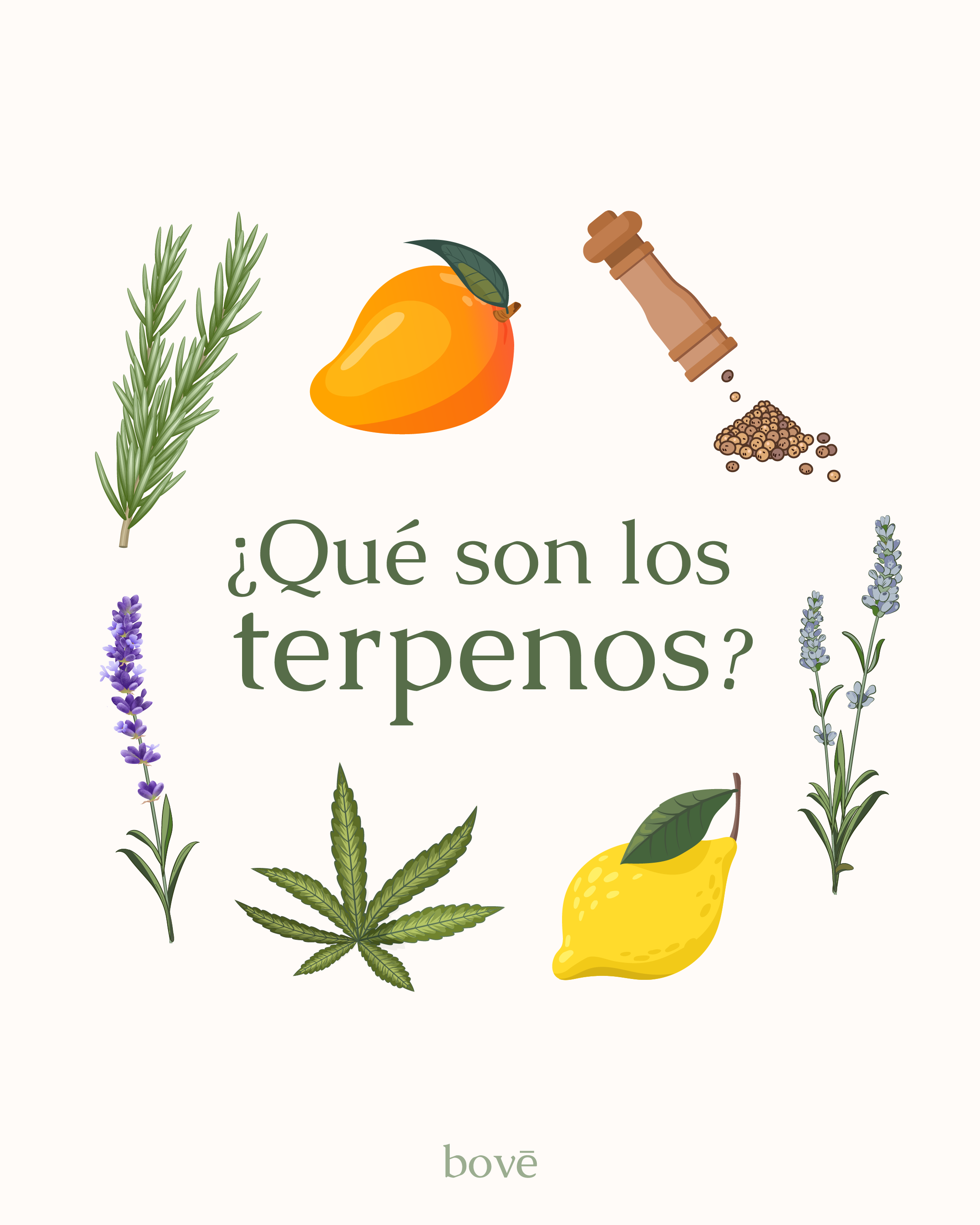 ¿Qué son los terpenos?